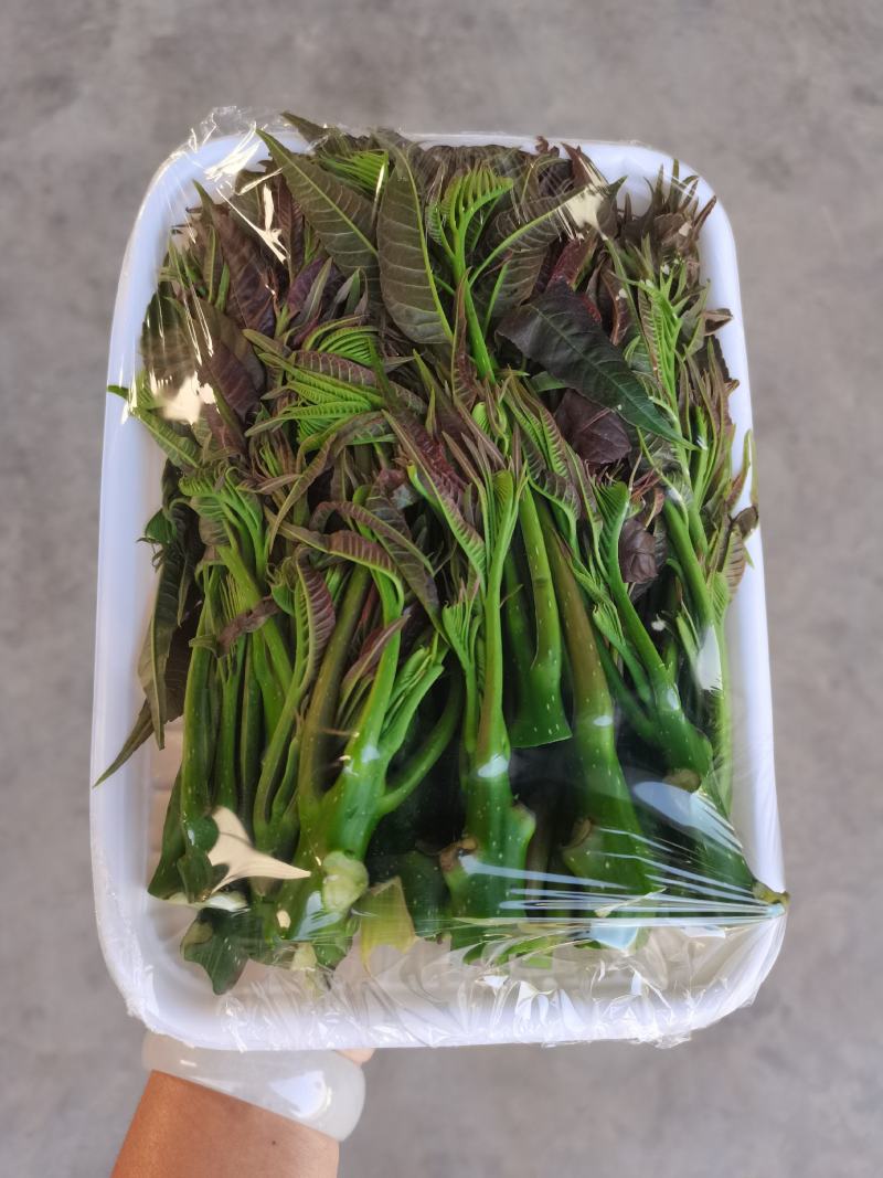云南红油四季香椿/货源稳定/货量大/支持酒店市场采购