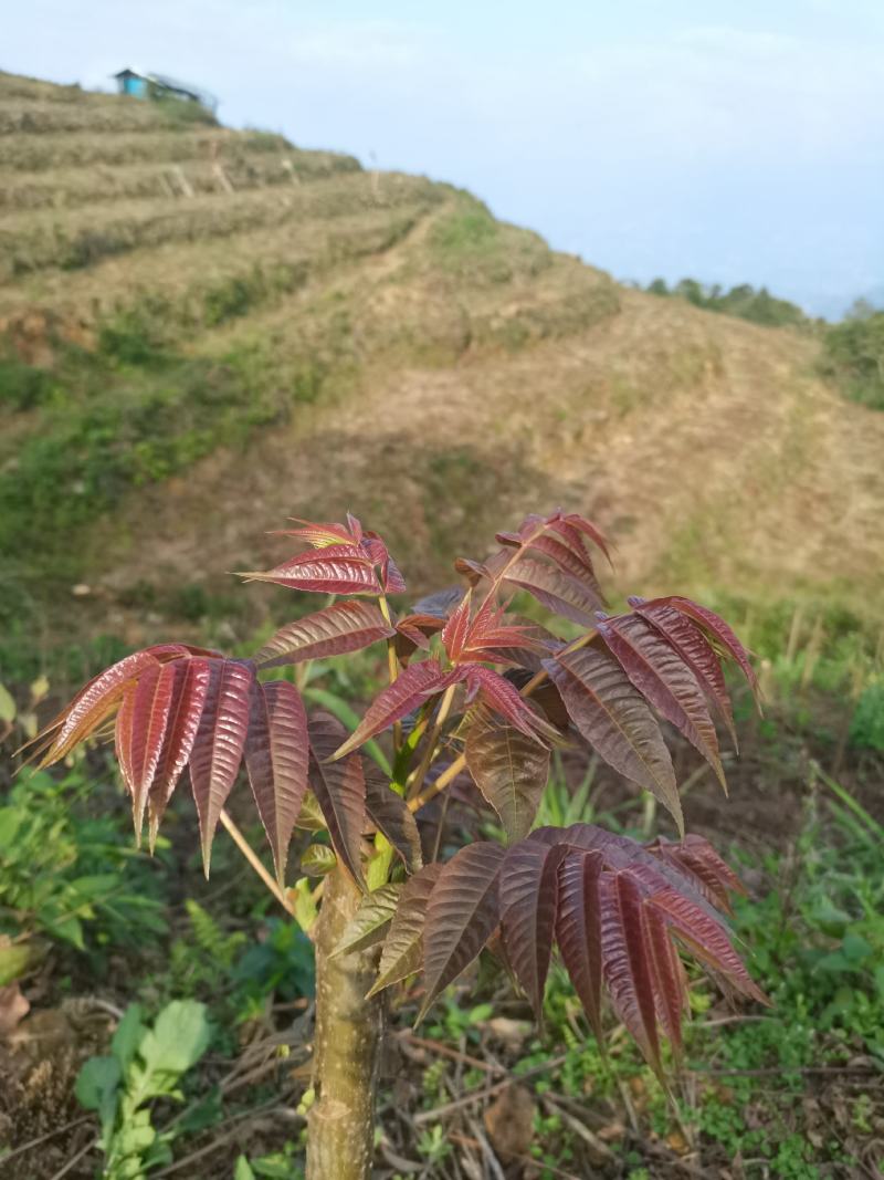 云南红油四季香椿/货源稳定/货量大/支持酒店市场采购
