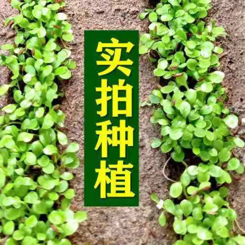 新产蒲公英种子批发野生婆婆丁种籽四季易种植多年生野菜