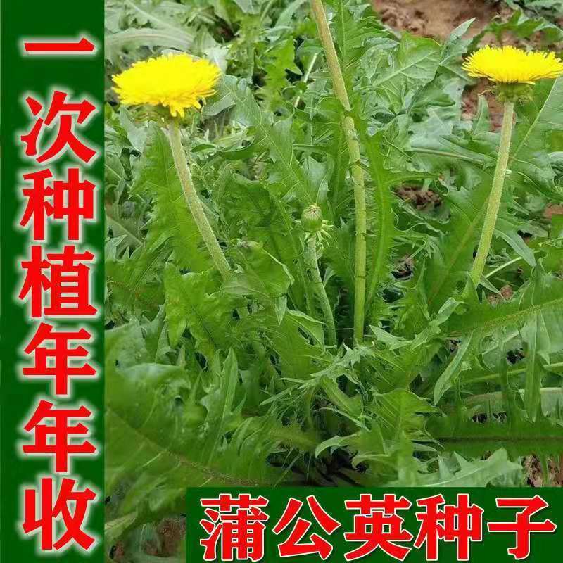 新产蒲公英种子批发野生婆婆丁种籽四季易种植多年生野菜