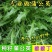 新产蒲公英种子批发野生婆婆丁种籽四季易种植多年生野菜