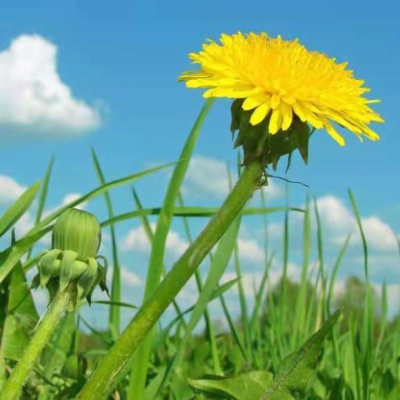 新产蒲公英种子批发野生婆婆丁种籽四季易种植多年生野菜