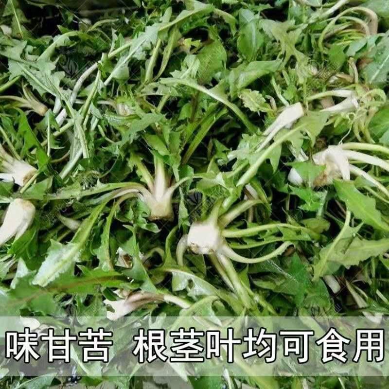 新产蒲公英种子批发野生婆婆丁种籽四季易种植多年生野菜