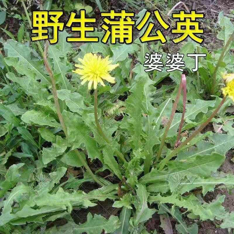 新产蒲公英种子批发野生婆婆丁种籽四季易种植多年生野菜