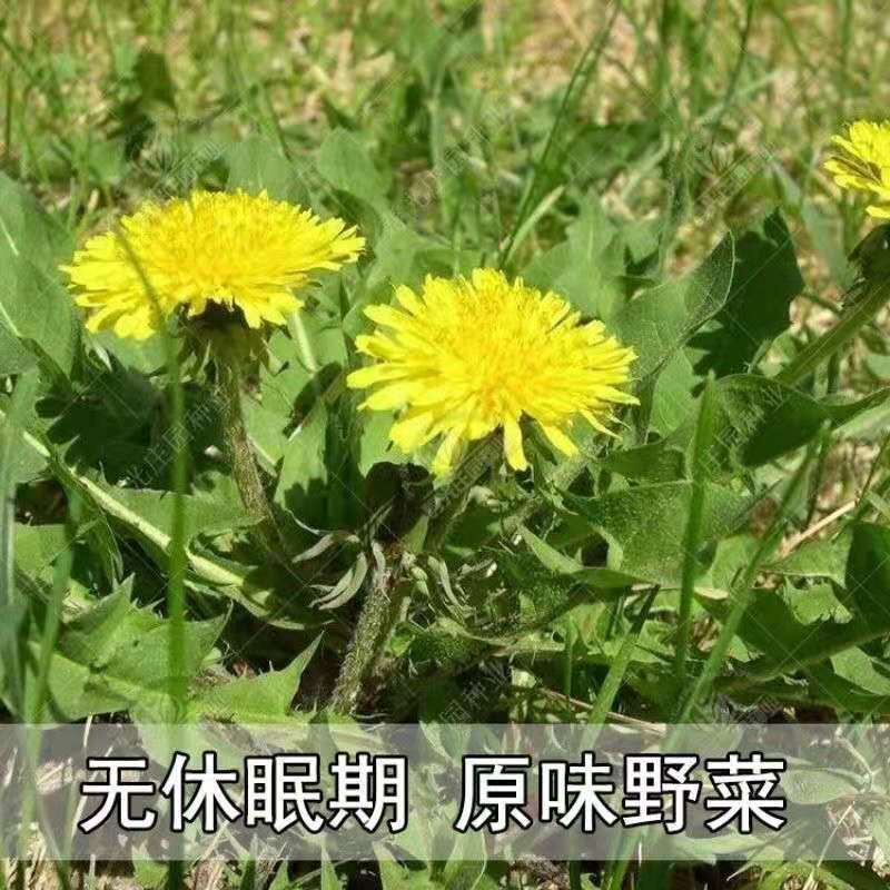 新产蒲公英种子批发野生婆婆丁种籽四季易种植多年生野菜