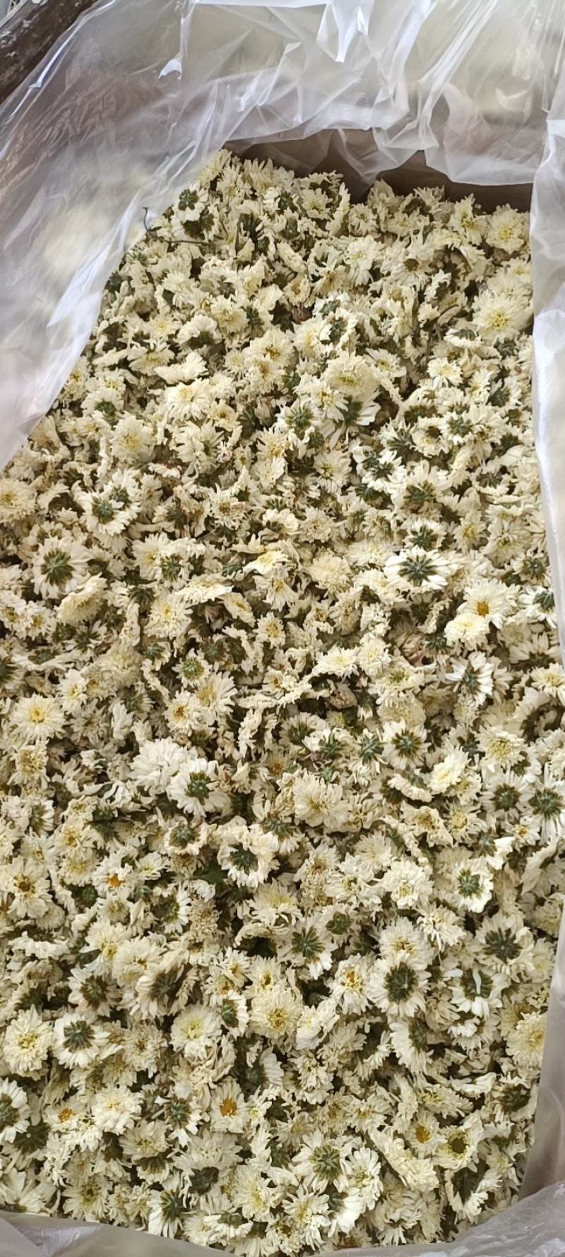 七月菊，菊花茶，各种规格七月菊欢迎致电联系