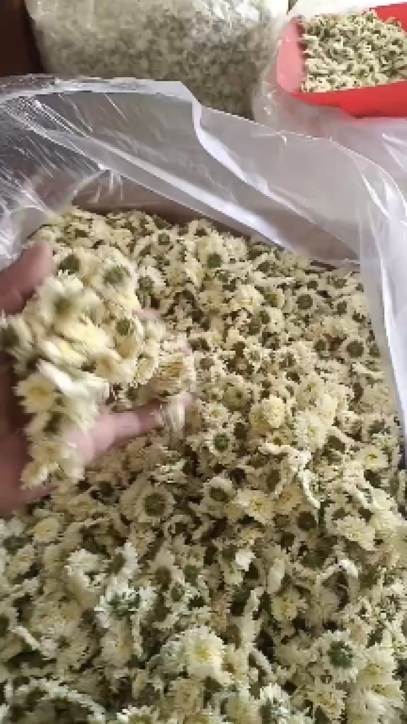 七月菊，菊花茶，各种规格七月菊欢迎致电联系