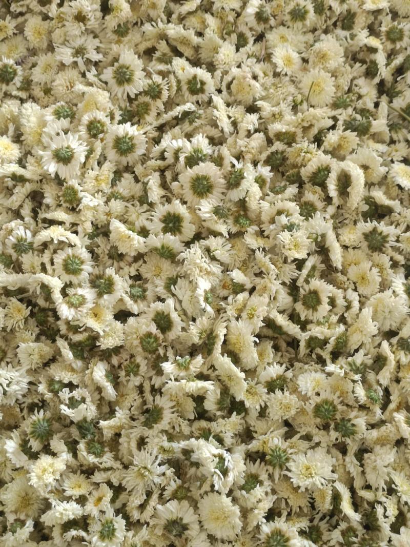 七月菊，菊花茶，各种规格七月菊欢迎致电联系