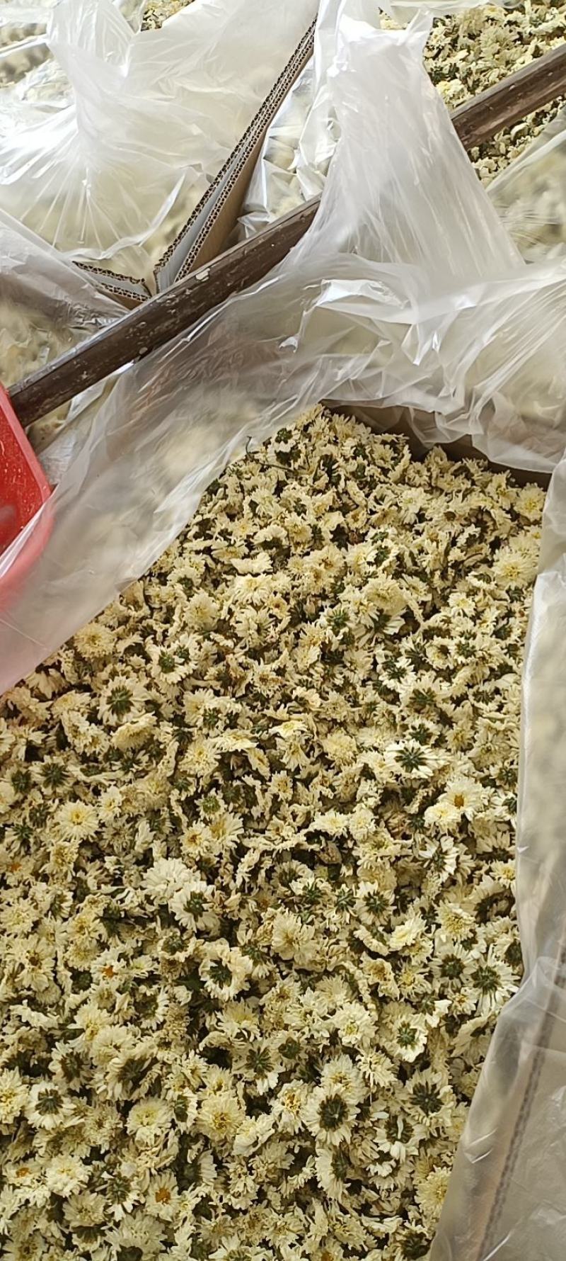 七月菊，菊花茶，各种规格七月菊欢迎致电联系
