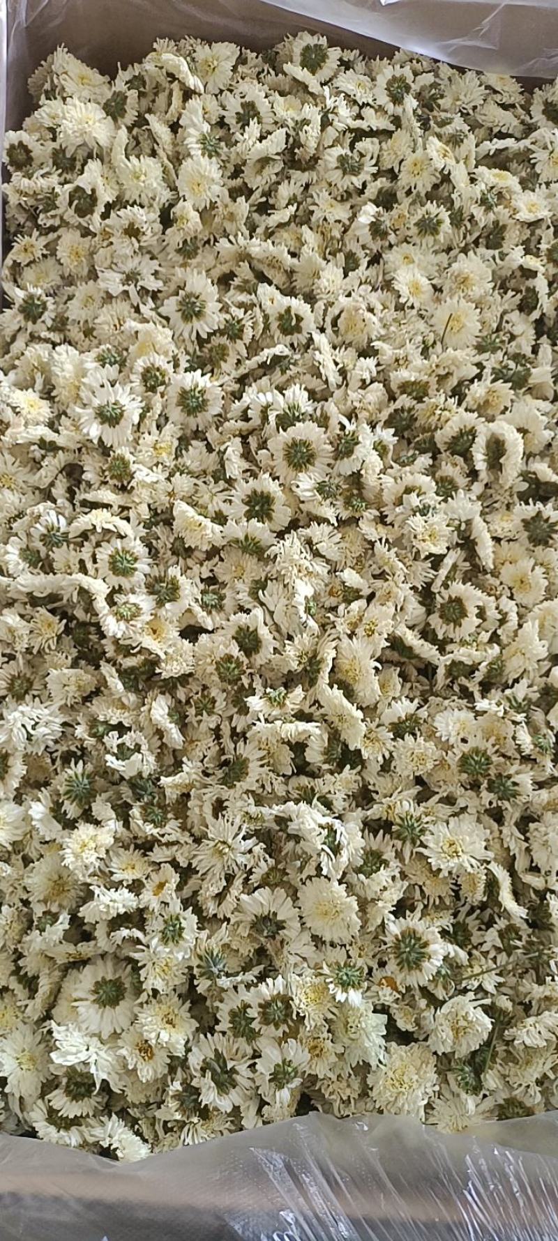 七月菊，菊花茶，各种规格七月菊欢迎致电联系