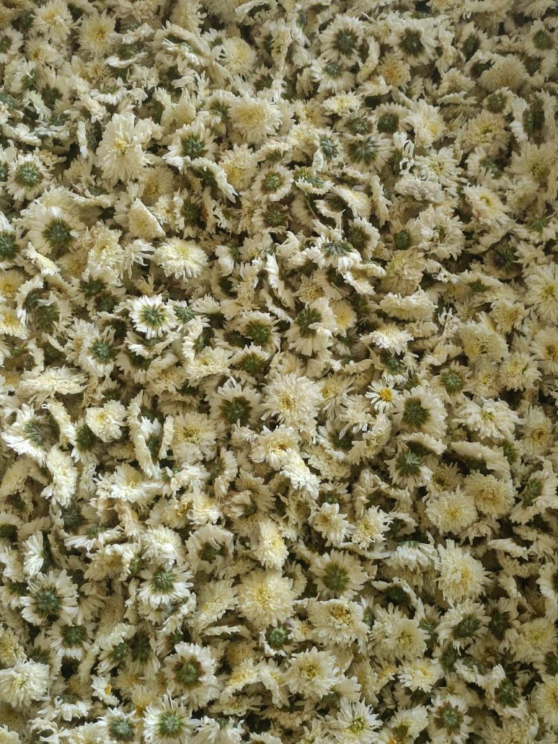 七月菊，菊花茶，各种规格七月菊欢迎致电联系