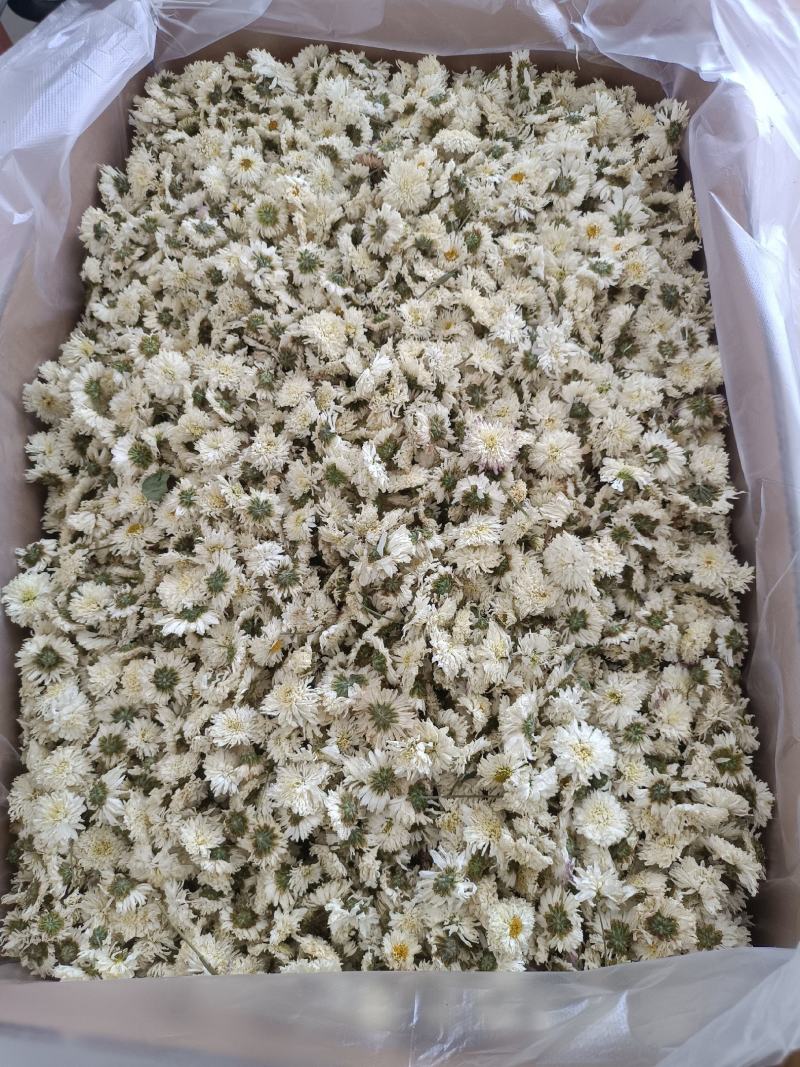 七月菊，菊花茶，各种规格七月菊欢迎致电联系