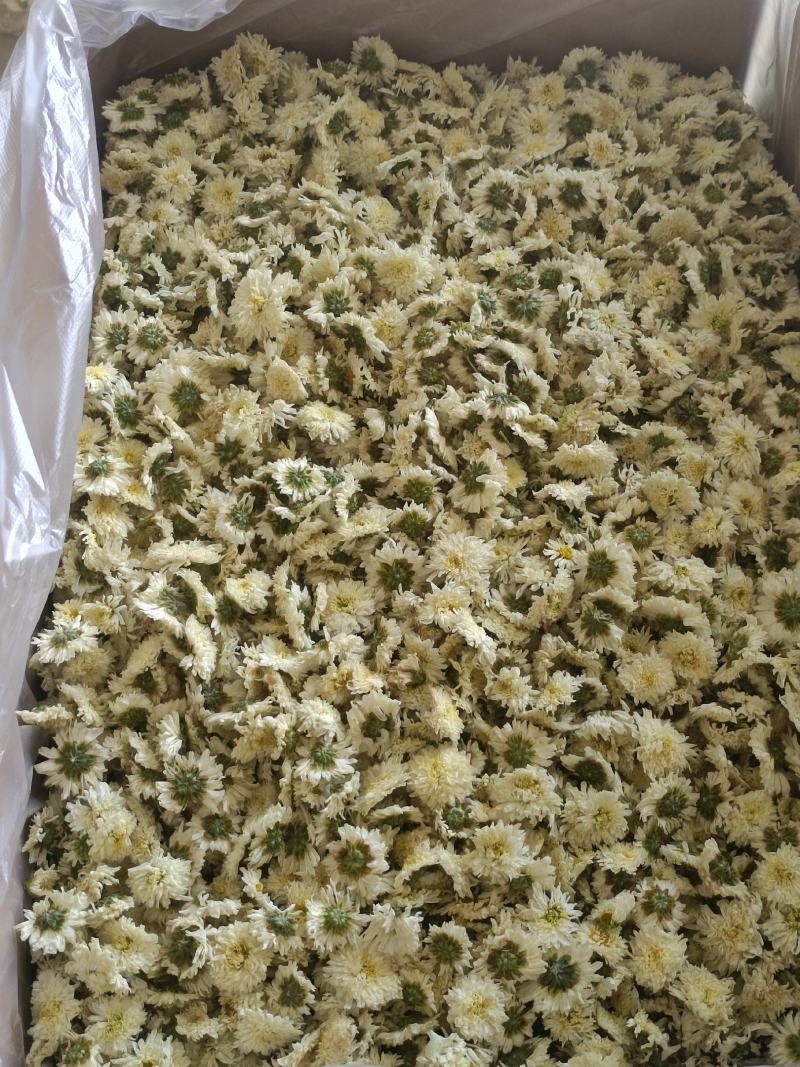 七月菊，菊花茶，各种规格七月菊欢迎致电联系