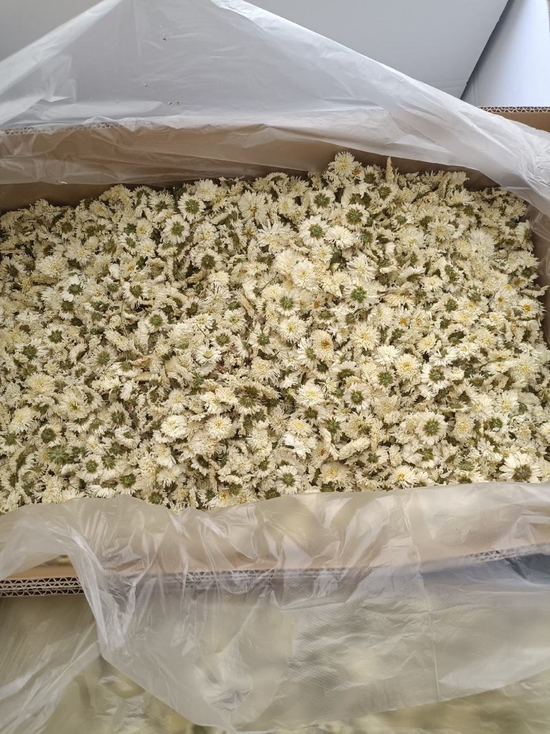 七月菊，菊花茶，各种规格七月菊欢迎致电联系