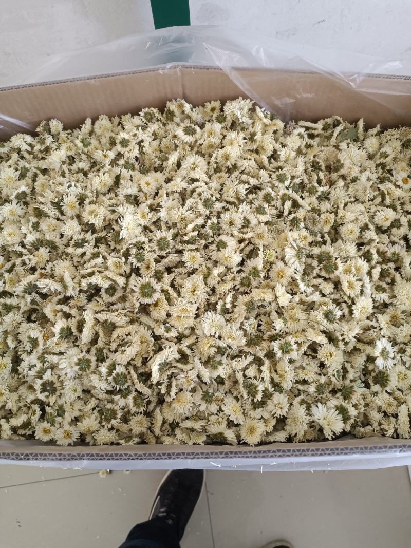 七月菊，菊花茶，各种规格七月菊欢迎致电联系