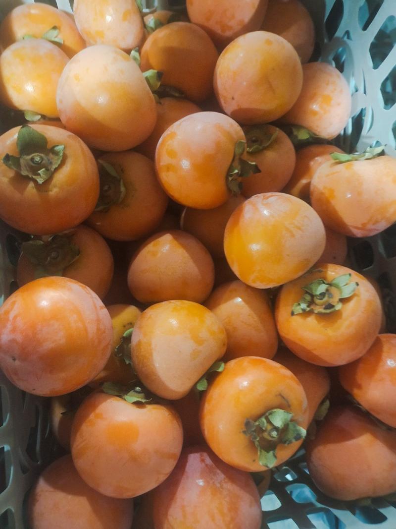 【品类齐】阳丰甜柿，火葫芦，吊红柿子陕西质优价廉
