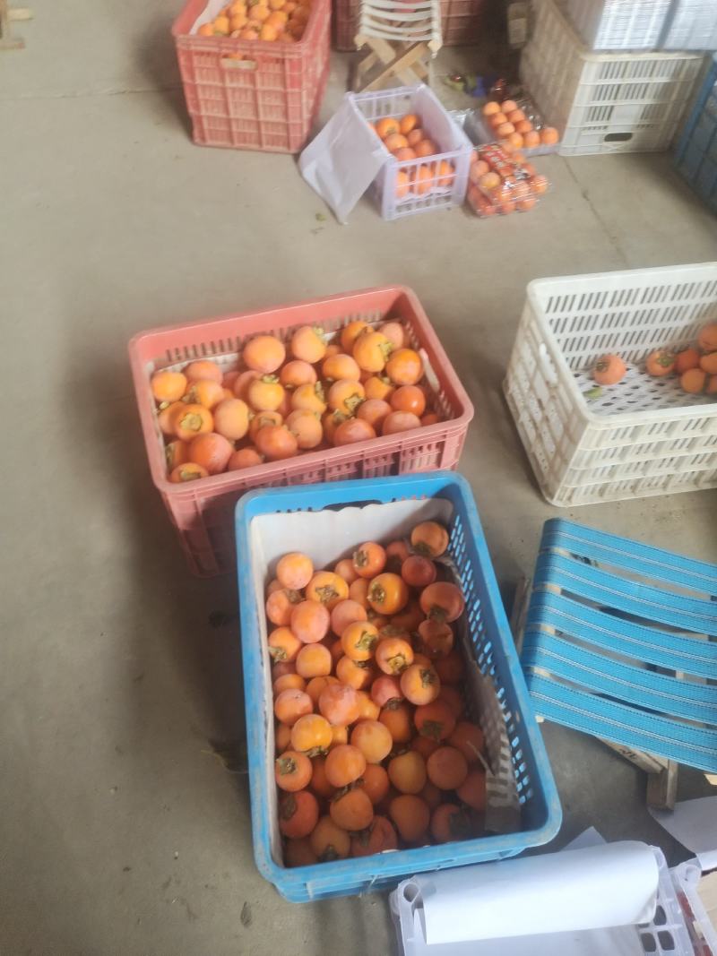 阳丰甜脆柿，火葫芦，吊红柿子，陕西质优价廉
