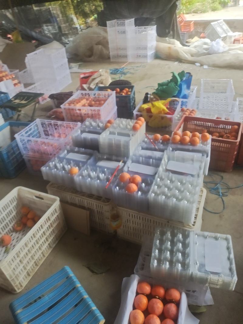 阳丰甜脆柿，火葫芦，吊红柿子，陕西质优价廉