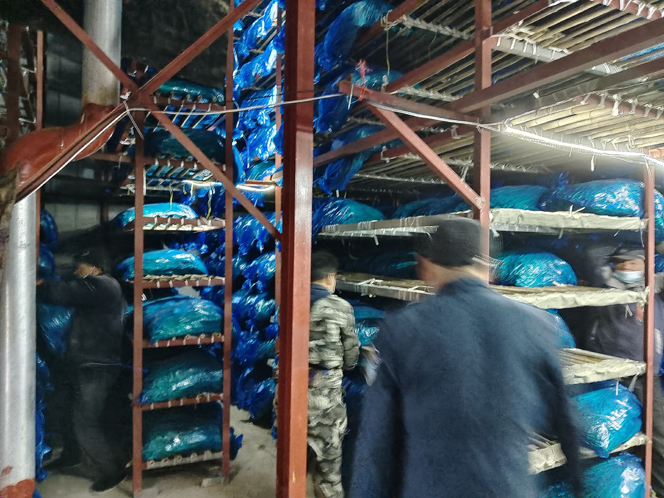 图片说明:现代化蒜薹加工车间内,工人们正在对蒜薹进行分级、清洗和包装 蒜薹加工现场