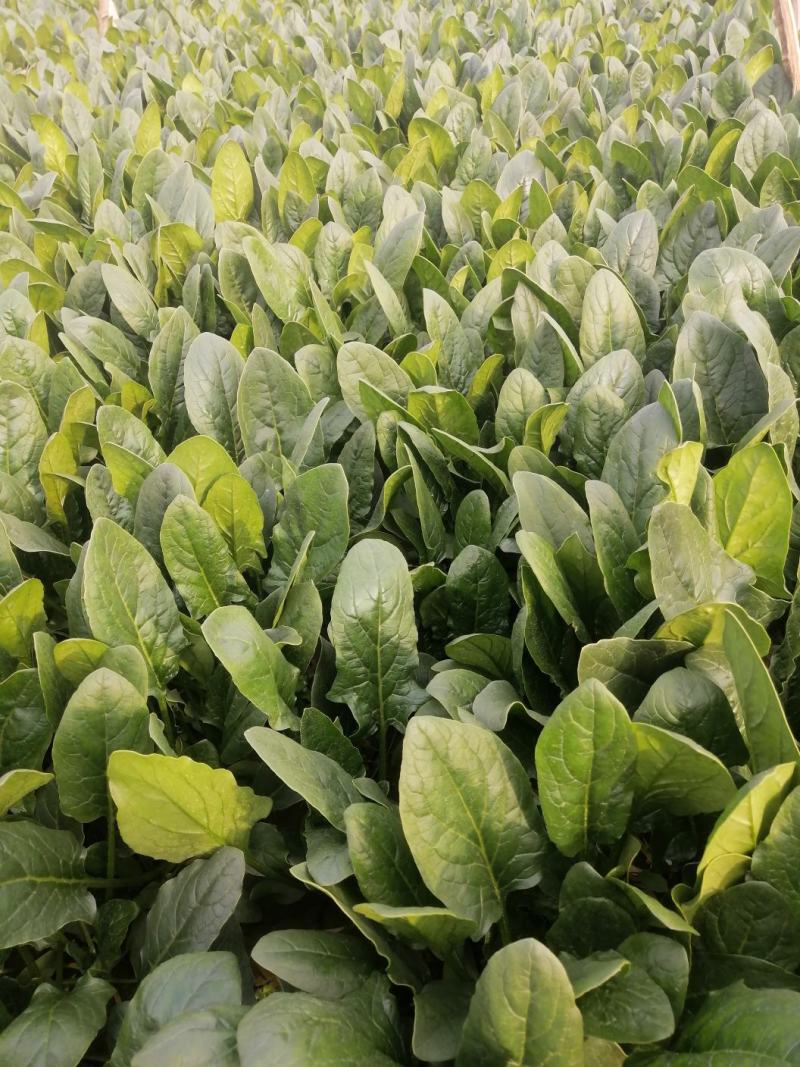 菠菜20~25厘米河北产地货源对接市场、商超欢迎电联