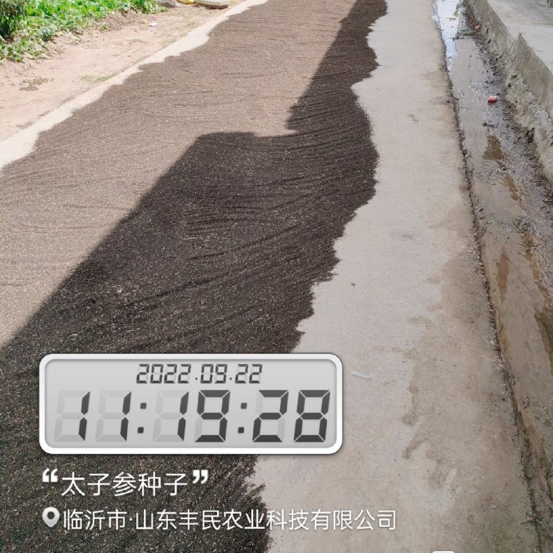 太子参种子