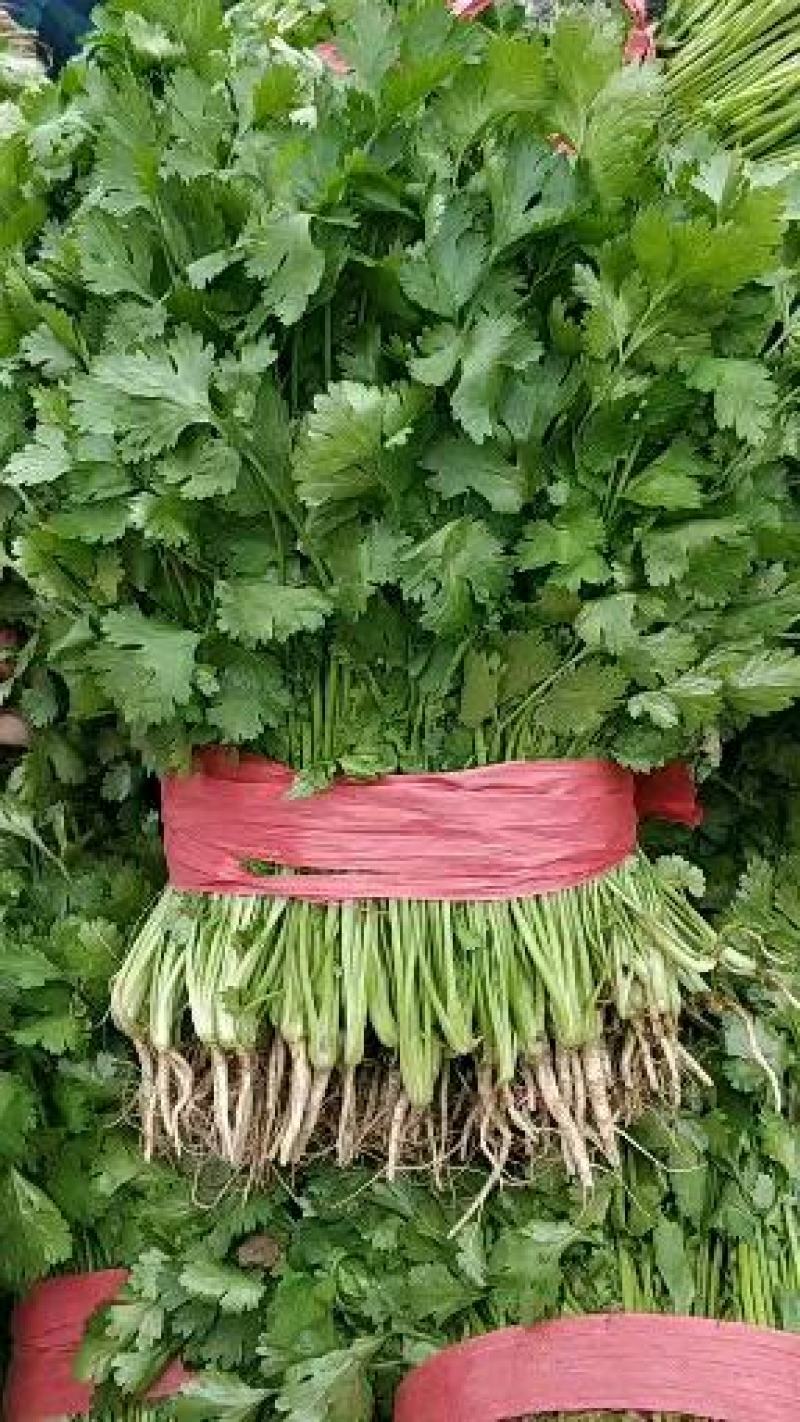 大叶香菜