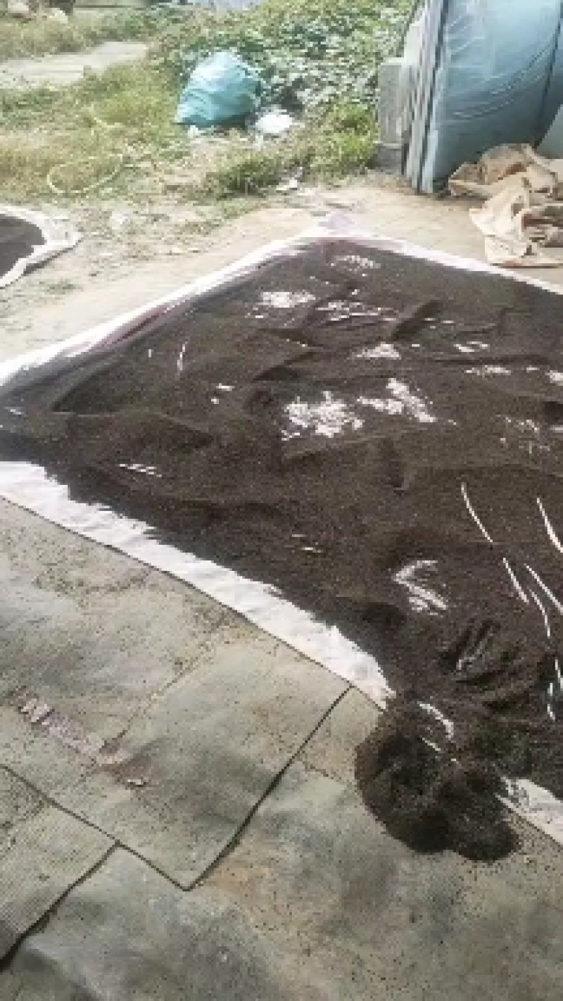 太子参种子