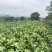 2023年英德红茶英红九号花果香红茶冬茶