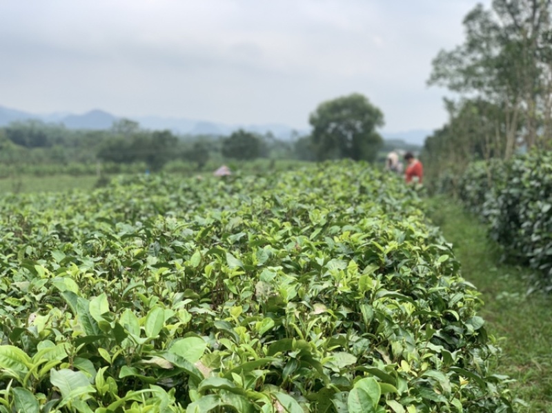 2023年英德红茶英红九号花果香红茶冬茶