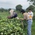 2023年英德红茶英红九号花果香红茶冬茶