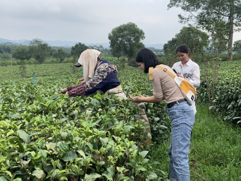 2023年英德红茶英红九号花果香红茶冬茶