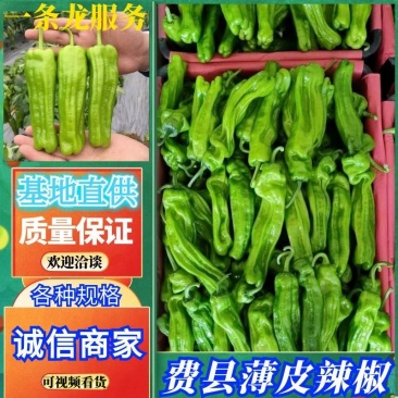 费县鲜辣椒,薄皮芜湖椒,大量上市一手货源欢迎电话联系