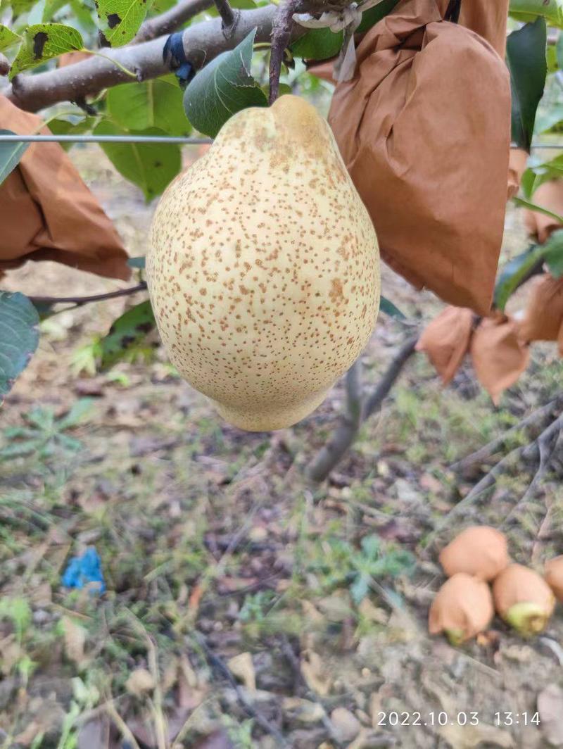 山农酥梨，十月下旬成熟，肉质细腻无渣，核小南北方均可栽植