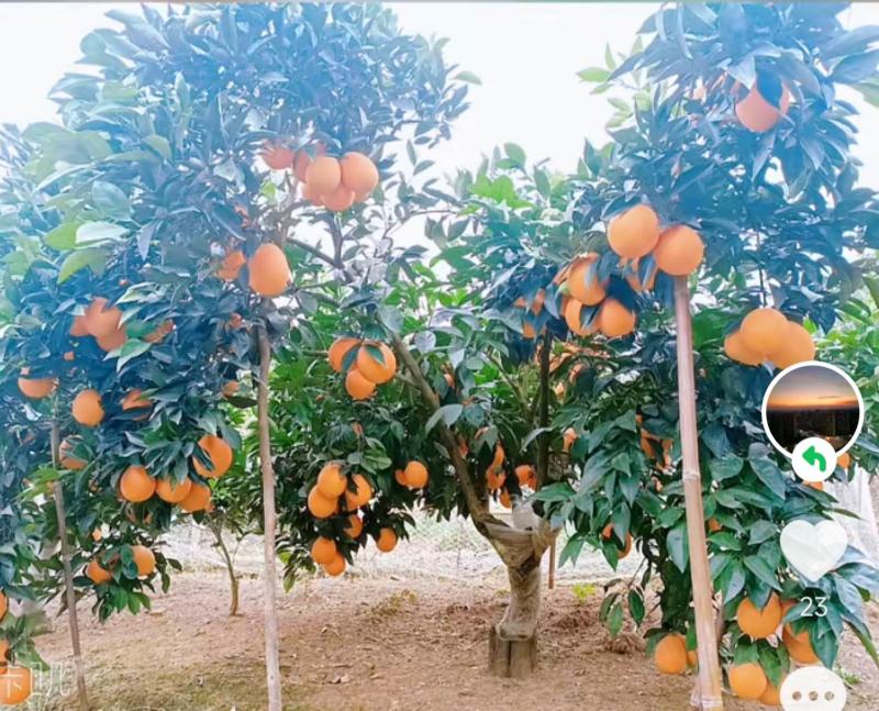 枝江脐橙