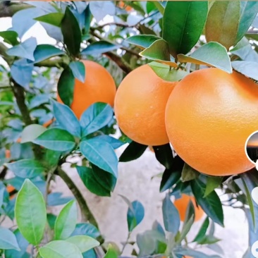 枝江脐橙