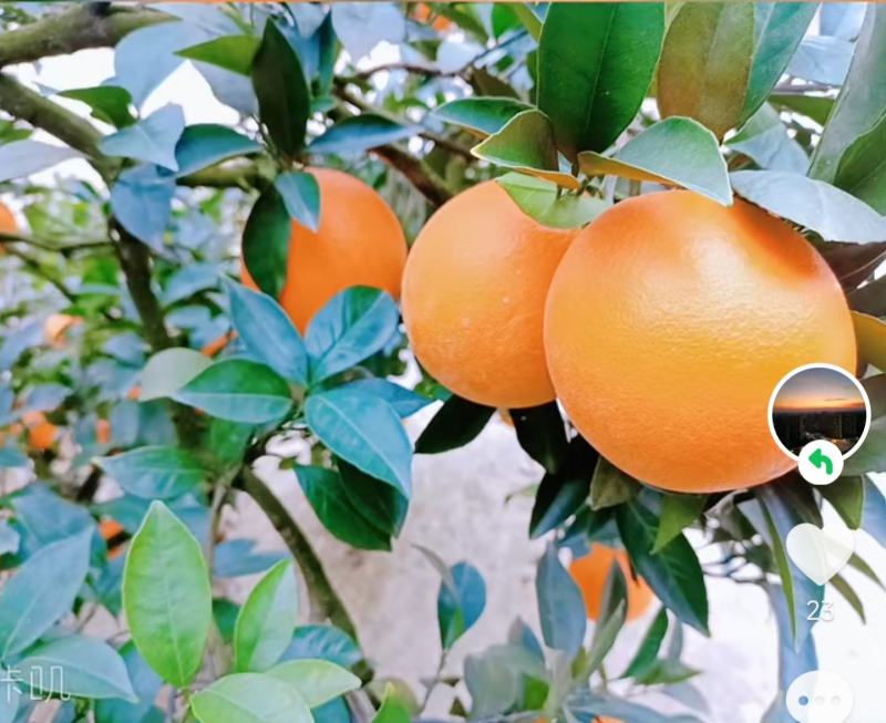 枝江脐橙
