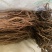 野生小叶红皮千斤拔(纯野生货)种植大量批发