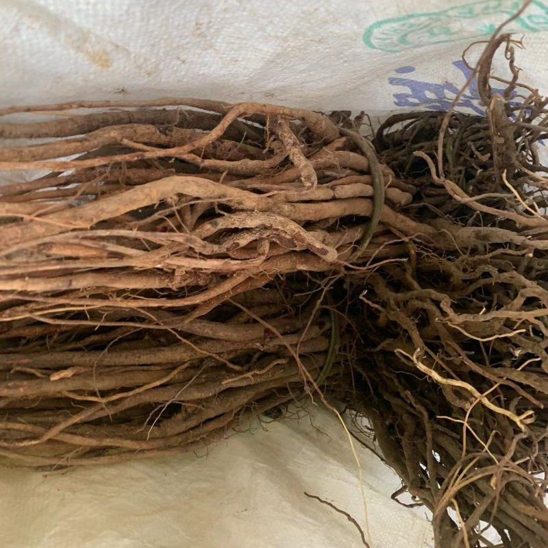 野生小叶红皮千斤拔(纯野生货)种植大量批发