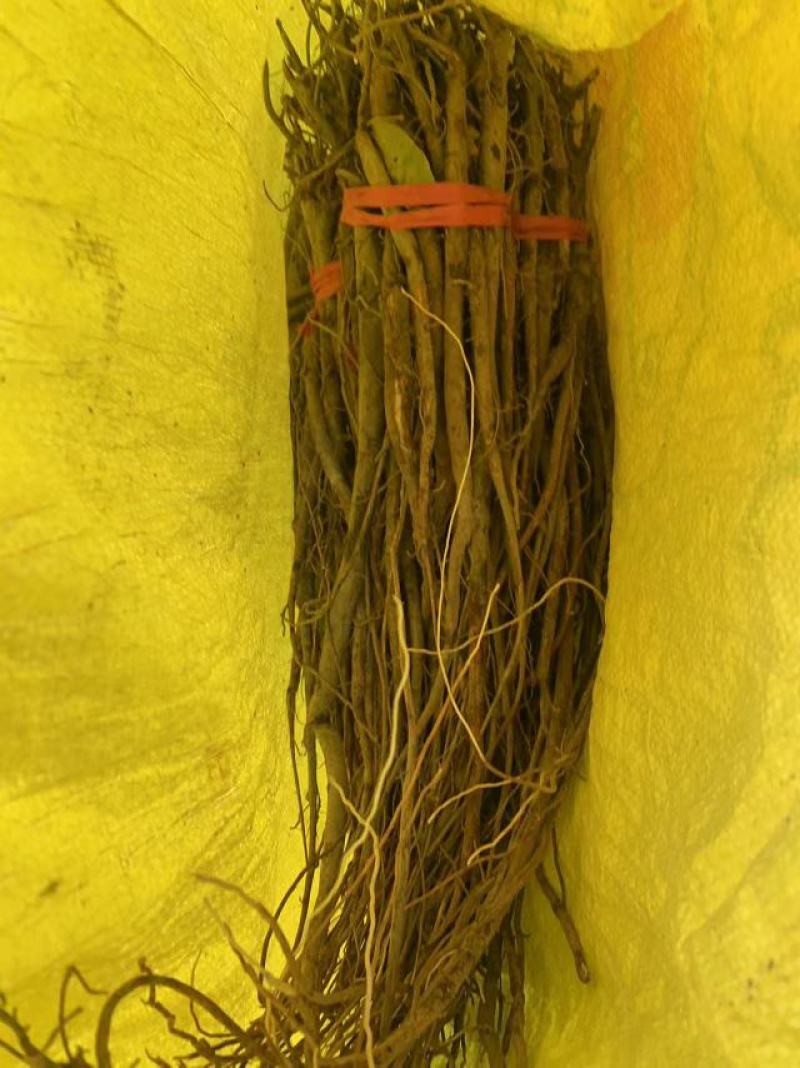 野生小叶红皮千斤拔(纯野生货)种植大量批发