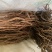 野生小叶红皮千斤拔(纯野生货)种植大量批发