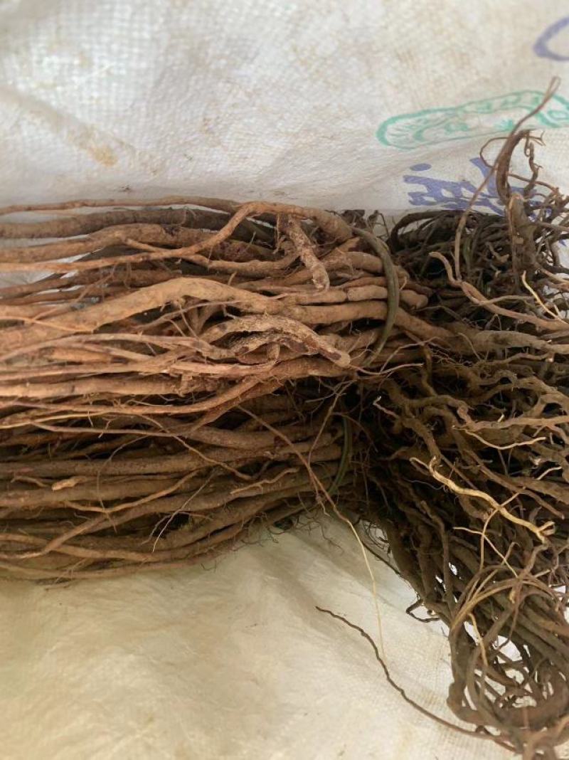 野生小叶红皮千斤拔(纯野生货)种植大量批发