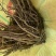 野生小叶红皮千斤拔(纯野生货)种植大量批发