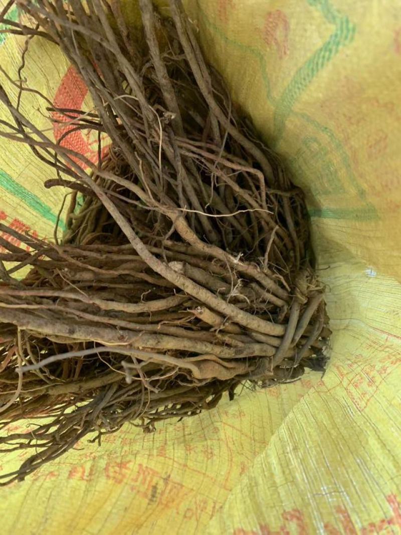 野生小叶红皮千斤拔(纯野生货)种植大量批发