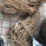 野生小叶红皮千斤拔(纯野生货)种植大量批发