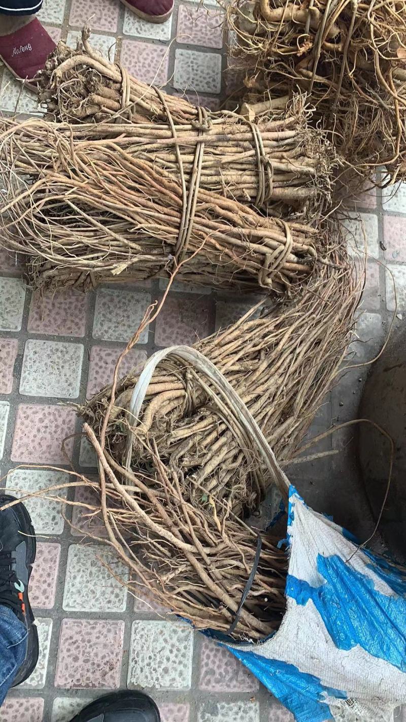野生小叶红皮千斤拔(纯野生货)种植大量批发