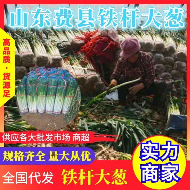 《铁杆大葱》毛葱净葱产地直发货源充足欢迎来电