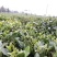 2023年英德红茶英德老树茶春茶