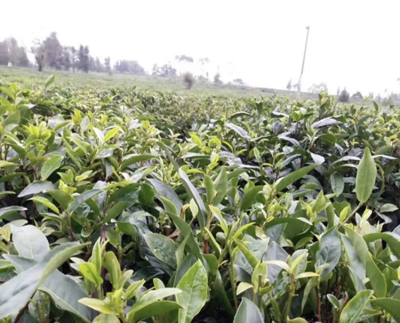 2023年英德红茶英德老树茶春茶