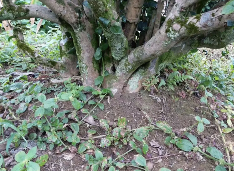2023年英德红茶英德老树茶春茶