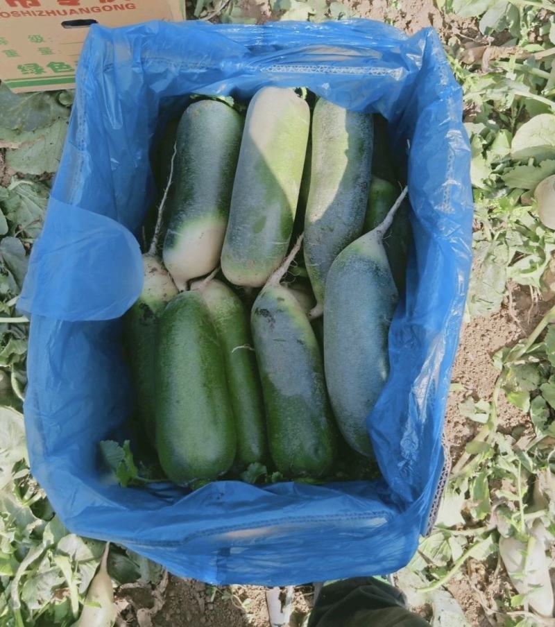 水果萝卜肥城大量供应，可以加工水洗，代存代销